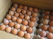 Table Chicken Eggs (Brown Eggs)