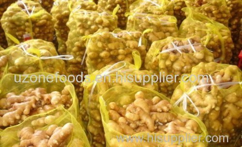 Fresh Ginger From Cameroon at Best Prices