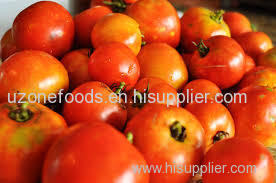 Fresh Tomatoes for sale at Best Offers