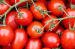 Fresh Tomatoes for sale at Best Offers