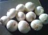 Fresh White Onion From Cameroon