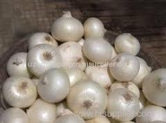 Fresh Yellow Onion for sale