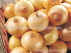 Fresh Yellow Onion for sale