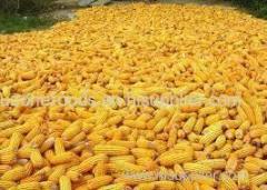 White Corn (white Maize) For Sale