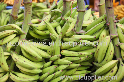 BEST PLANTAIN FOR SALE FROM AFRICA