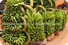 BEST PLANTAIN FOR SALE FROM AFRICA