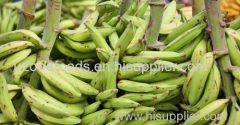 BEST PLANTAIN FOR SALE FROM AFRICA