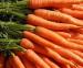 Fresh Carrots For Sale