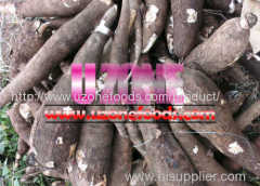 Grade AA Quality Tapioca (Cassava)