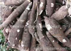 Grade AA Quality Tapioca (Cassava)