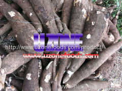 Grade AA Quality Tapioca (Cassava)