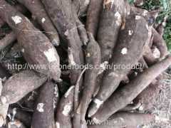 Grade AA Quality Tapioca (Cassava)