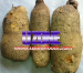 Yams For Sale in Bulk and Wholesale