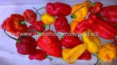 Fresh Chili Peppers For Sale