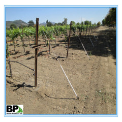 plain steel U channel fence post for vineyards