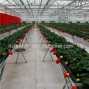 Fruit Greenhouse Product Product Product