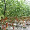 Tomato And Cucumber Greenhouse