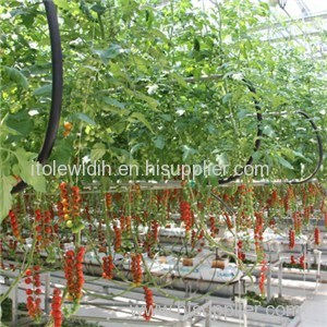 Tomato And Cucumber Greenhouse