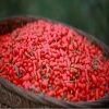 Chinese High Quality Red Ningxia Goji Berries Organic Dried Fruit