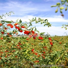 2016 new high quality chinese red wolfberry