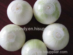 Onion Root Cutting Machine