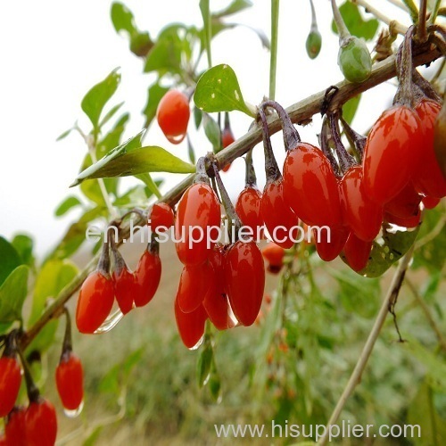 Factory Supply Dried Goji Berry