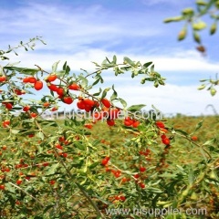 Chinese dried Goji Berry Ningxia wolfberry