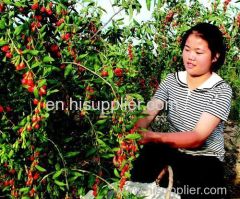 Chinese red medlar Factory