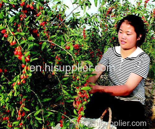 Chinese red medlar Factory