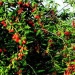 dried chinese red wolfberry organic medlar