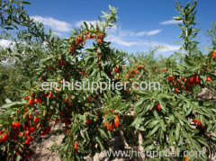 Dried goji berries Chinese wolfberry