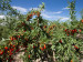 Dried goji berries China wolfberry