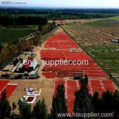 Sun dried goji berries