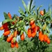 Sun dried goji berries Chinese wolfberry