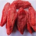 The Goji Berry Wolfberry