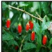 Dried goji berries/Chinese wolfberry