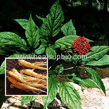 No pesticide residue Organic Panax Ginseng Root