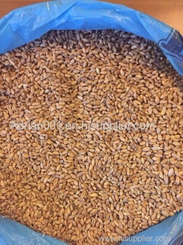 Top quality Ukraine Wheat