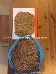 Top quality Ukraine Wheat