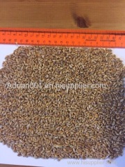 Top quality Ukraine Wheat