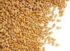 Soft milling wheat for human consumption