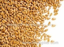 Soft milling wheat for human consumption