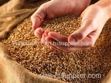 High qulity Feed wheat