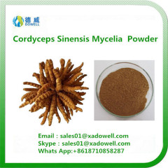 High quality Cordyceps Sinensis Mycelia Powder