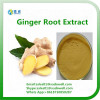 Natural High Quality Ginger Root Extract