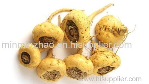 Maca Root Extract - 4:1 and 5:1