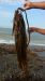 Southern Sea Palm Eisenia arborea in Giant Kelp seawed Dried