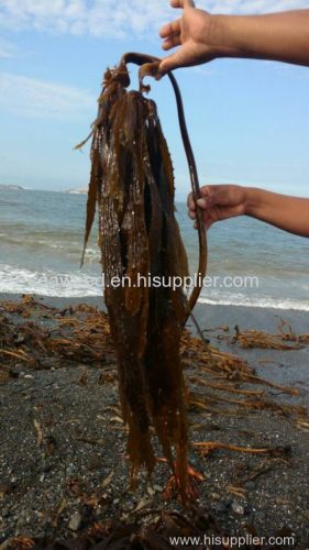 Southern Sea Palm Eisenia arborea in Giant Kelp seawed Dried