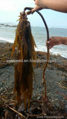 Southern Sea Palm Eisenia arborea in Giant Kelp seawed Dried