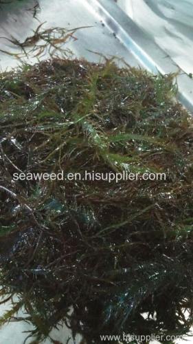 chicorea de mar seaweeds dried